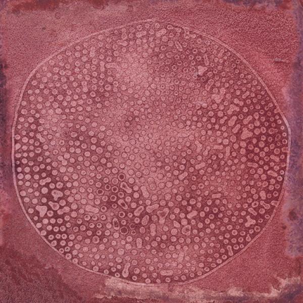 CARLO GRANATE BRILLO 20X20 01