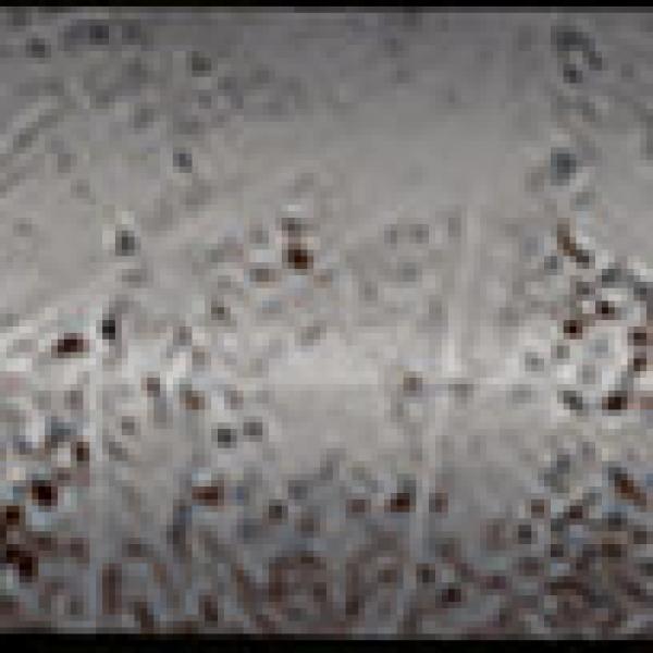 PR37078BI8732 300000000000040813 ALCHIMIA QUARTER ROUNDPEARL BRILLO 1 5X30 SZ6